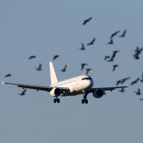 Airport Wildlife Hazard Management
